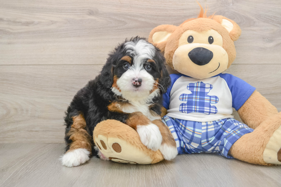 Petite Mini Bernedoodle Poodle Mix Pup