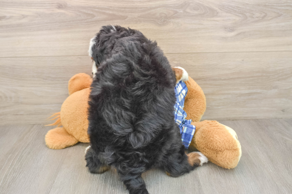 Friendly Mini Bernedoodle Baby
