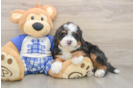 Sweet Mini Bernedoodle Baby