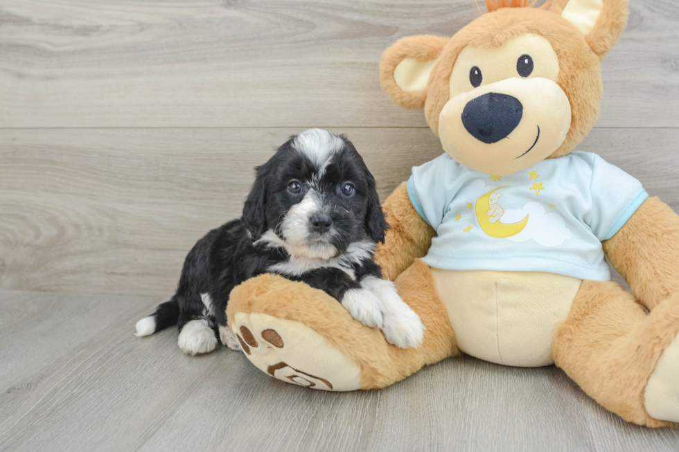 Fluffy Mini Bernedoodle Poodle Mix Pup