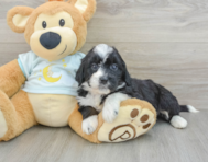 7 week old Mini Bernedoodle Puppy For Sale - Florida Fur Babies