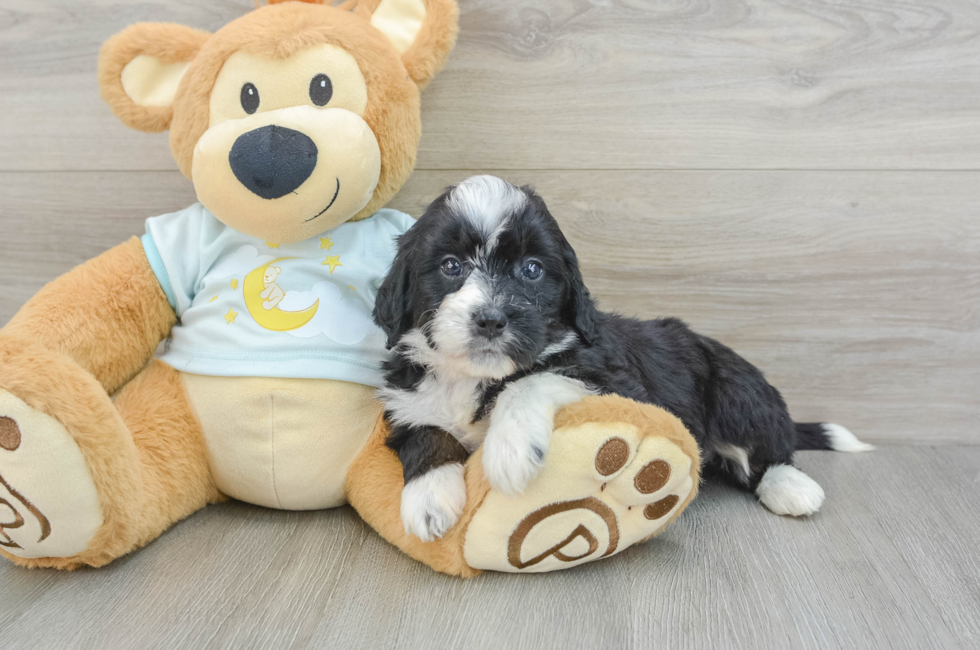 6 week old Mini Bernedoodle Puppy For Sale - Florida Fur Babies