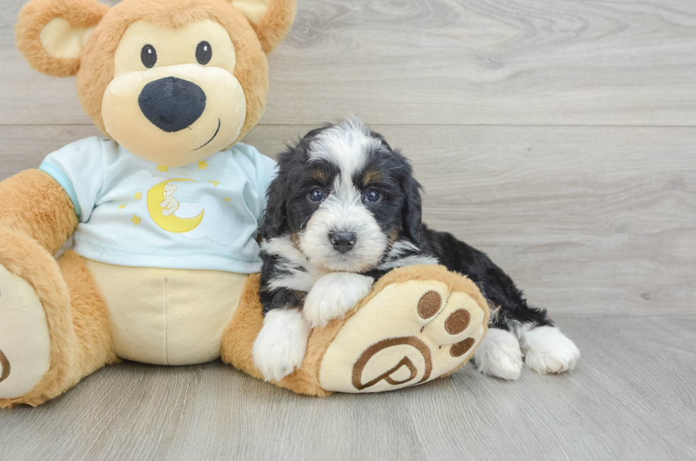 6 week old Mini Bernedoodle Puppy For Sale - Florida Fur Babies