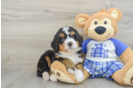 Best Mini Bernedoodle Baby