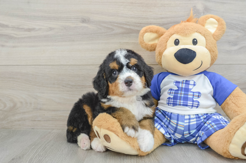 5 week old Mini Bernedoodle Puppy For Sale - Florida Fur Babies