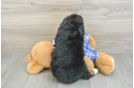 Playful Mini Bernese Poodle Poodle Mix Puppy