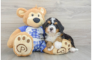 Popular Mini Bernedoodle Poodle Mix Pup