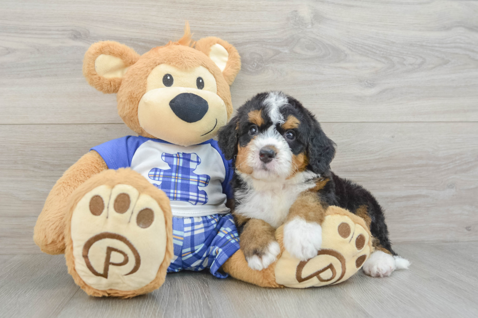 Popular Mini Bernedoodle Poodle Mix Pup