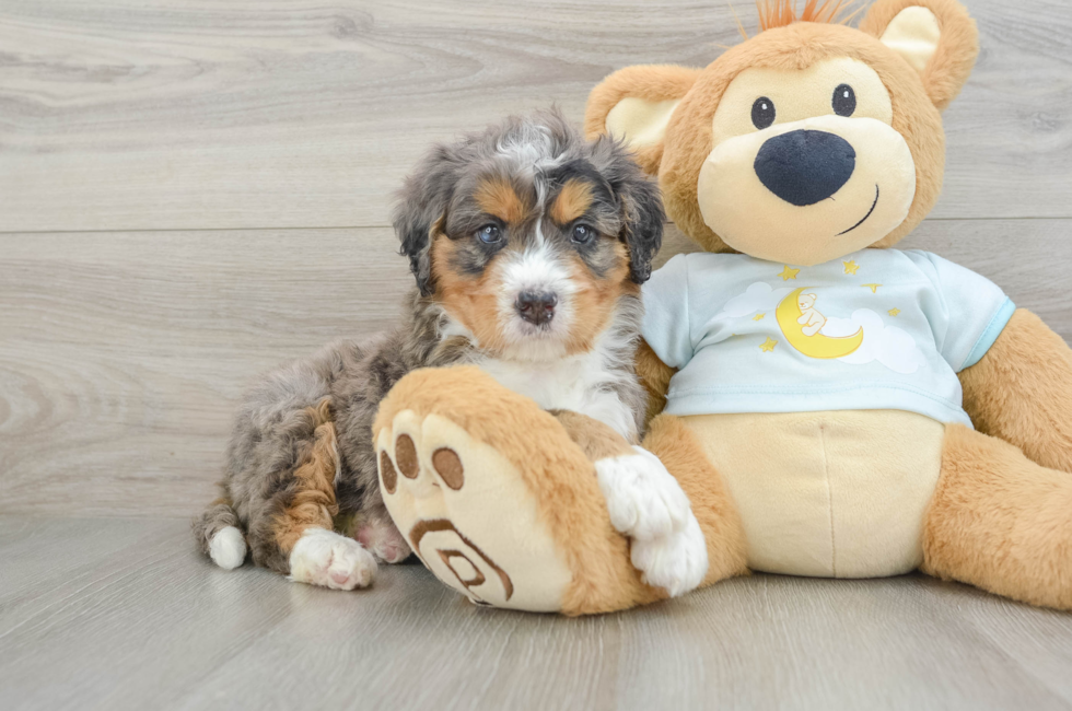 6 week old Mini Bernedoodle Puppy For Sale - Florida Fur Babies