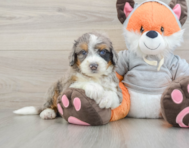 7 week old Mini Bernedoodle Puppy For Sale - Florida Fur Babies