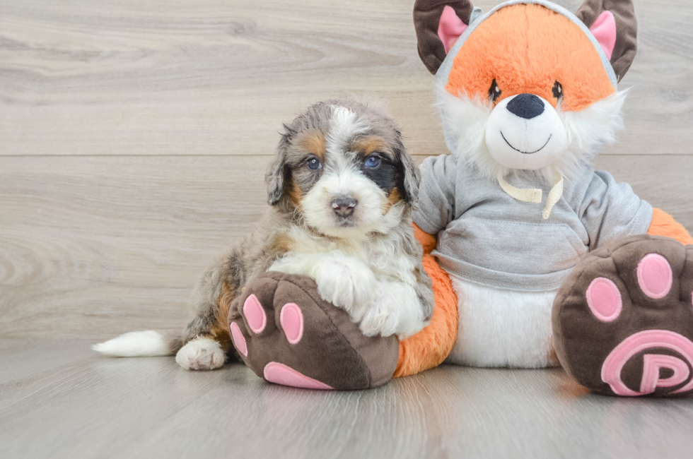 5 week old Mini Bernedoodle Puppy For Sale - Florida Fur Babies