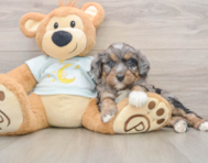 6 week old Mini Bernedoodle Puppy For Sale - Florida Fur Babies