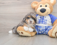 7 week old Mini Bernedoodle Puppy For Sale - Florida Fur Babies