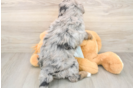 Petite Mini Bernedoodle Poodle Mix Pup
