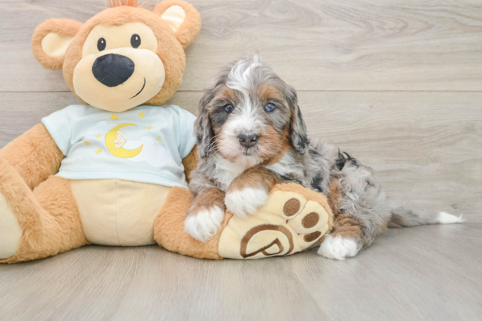Mini Bernedoodle Pup Being Cute