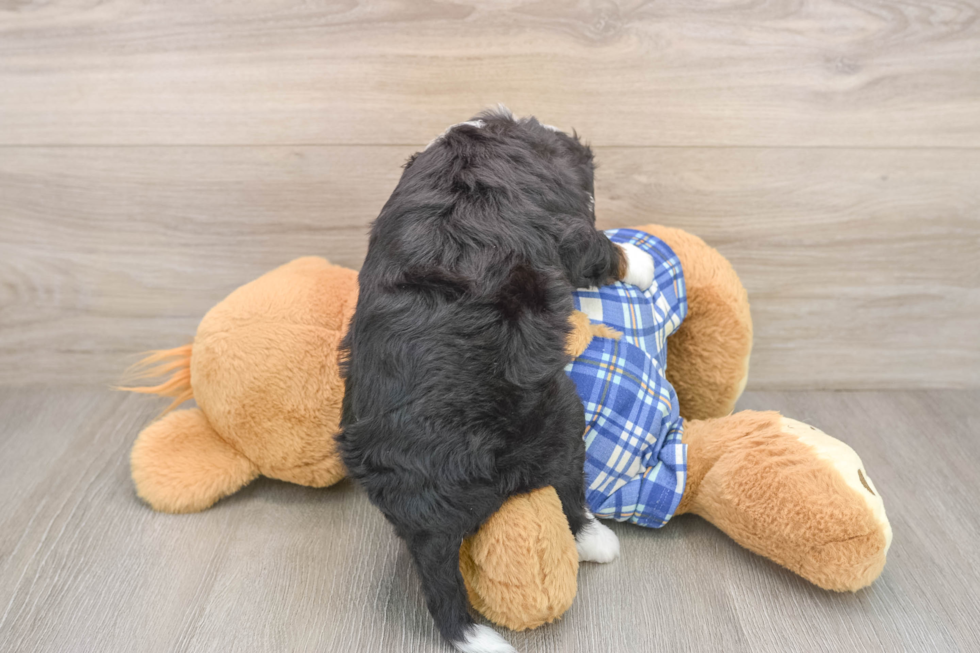 Mini Bernedoodle Pup Being Cute
