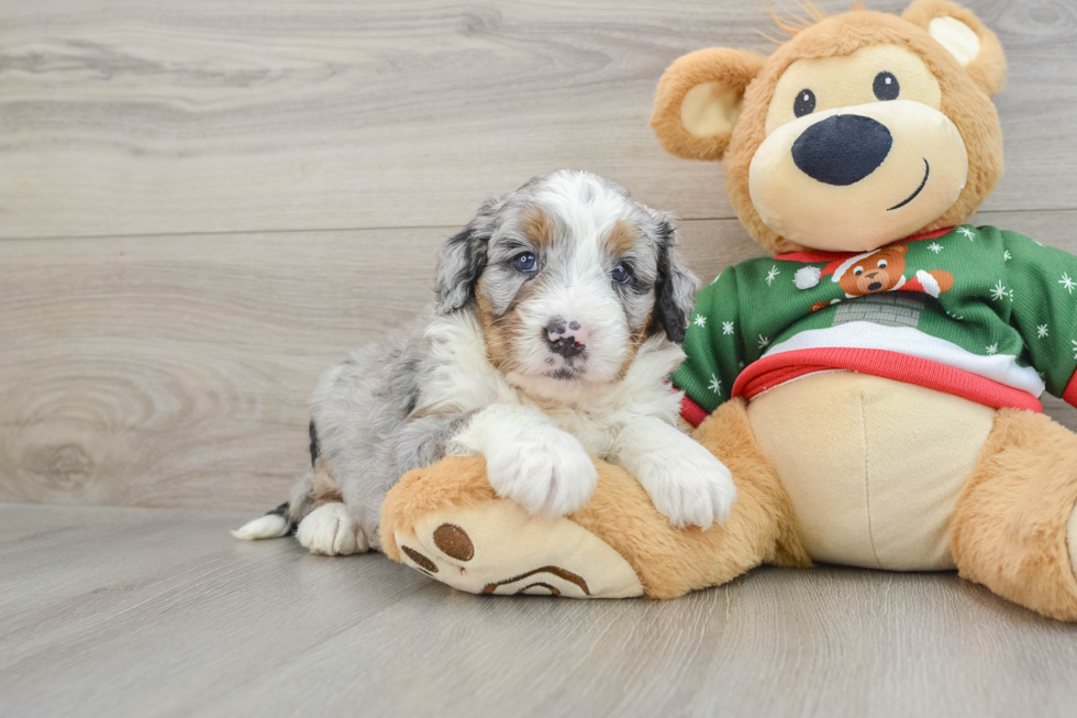 Fluffy Mini Bernedoodle Poodle Mix Pup