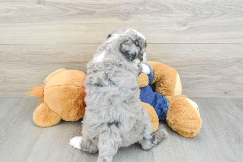 Petite Mini Bernedoodle Poodle Mix Pup