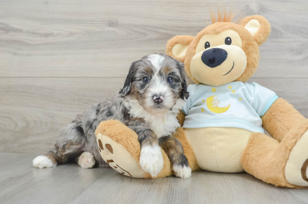 6 week old Mini Bernedoodle Puppy For Sale - Florida Fur Babies