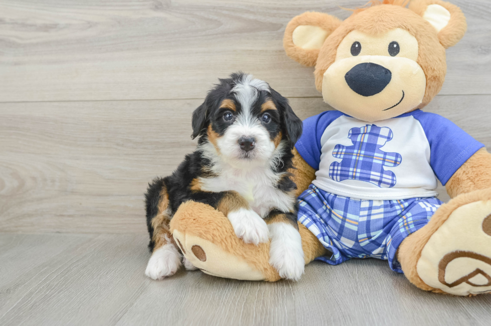 5 week old Mini Bernedoodle Puppy For Sale - Florida Fur Babies
