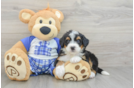 Fluffy Mini Bernedoodle Poodle Mix Pup