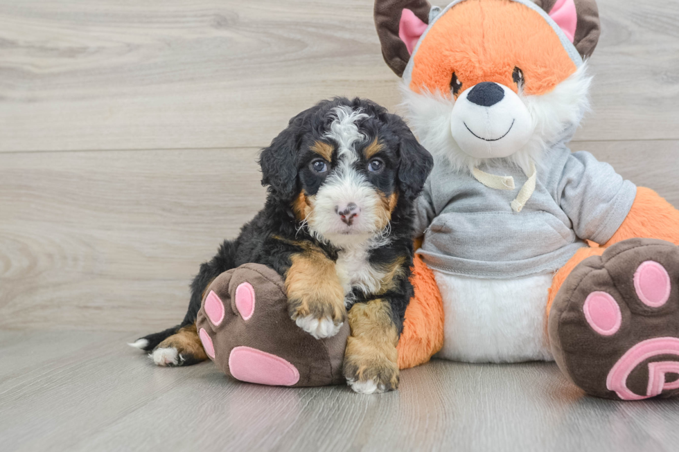 Funny Mini Bernedoodle Poodle Mix Pup