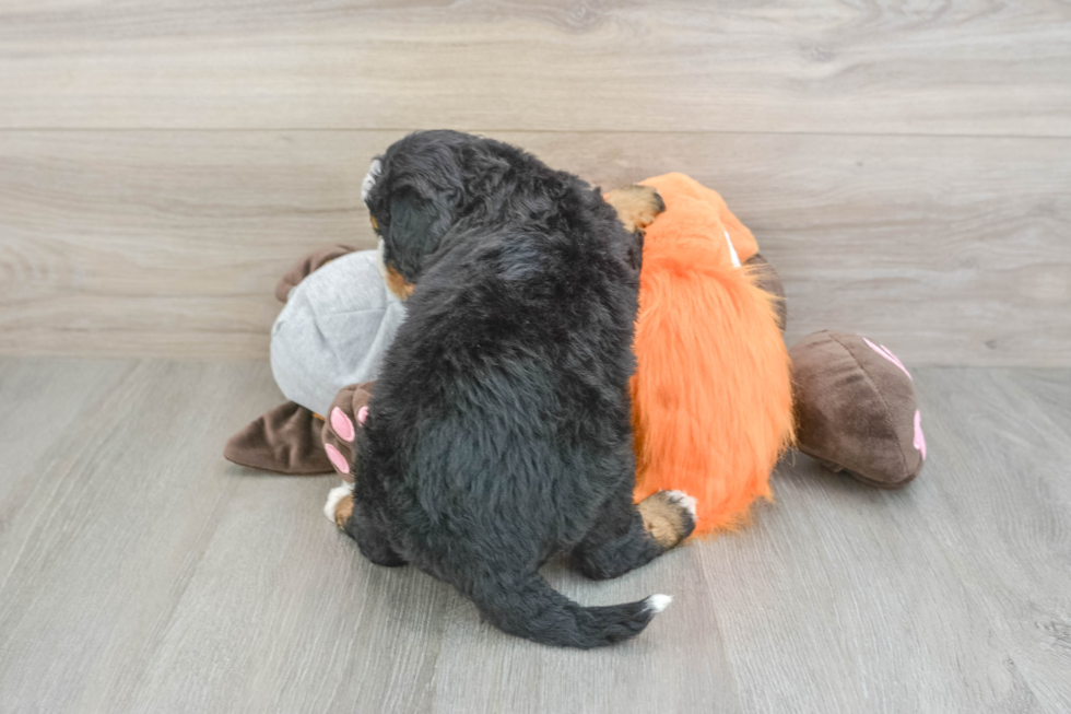 Mini Bernedoodle Puppy for Adoption