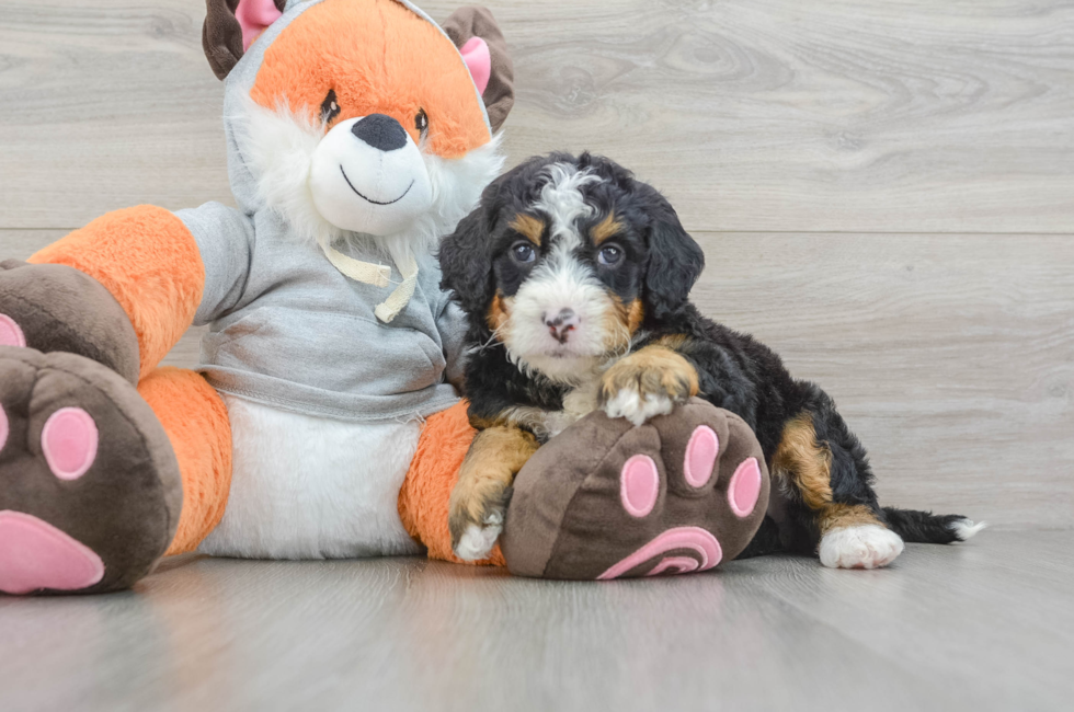 5 week old Mini Bernedoodle Puppy For Sale - Florida Fur Babies