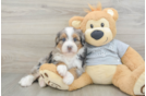 Best Mini Bernedoodle Baby