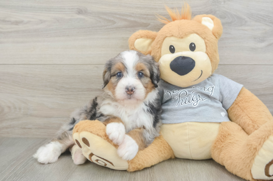 Best Mini Bernedoodle Baby