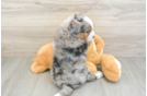 Small Mini Bernedoodle Baby