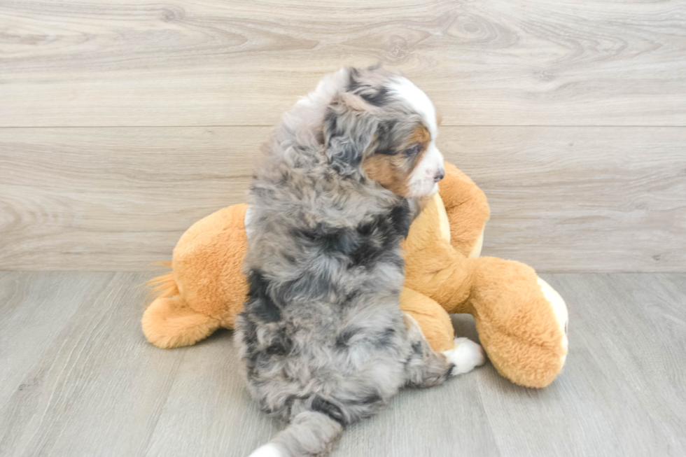 Small Mini Bernedoodle Baby