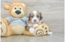 Mini Bernedoodle Pup Being Cute