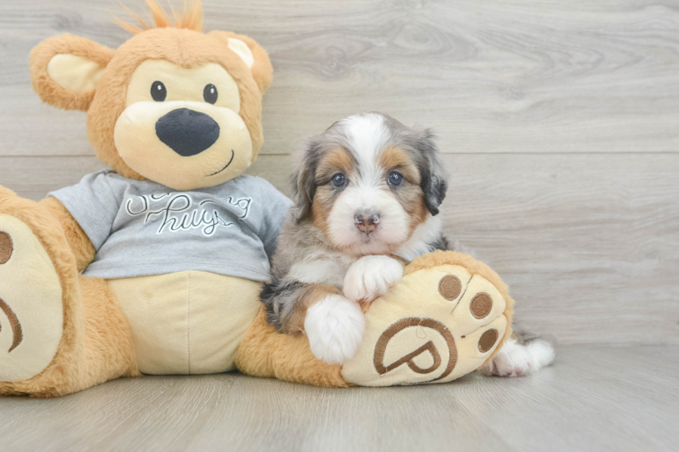 Mini Bernedoodle Pup Being Cute