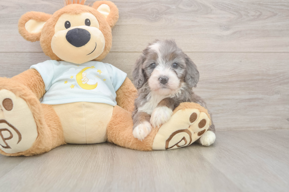 5 week old Mini Bernedoodle Puppy For Sale - Florida Fur Babies