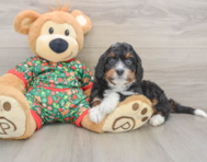 7 week old Mini Bernedoodle Puppy For Sale - Florida Fur Babies