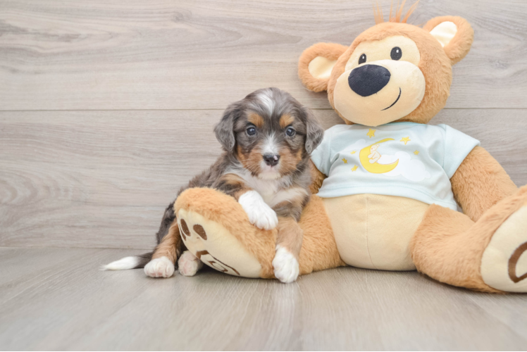 Happy Mini Bernedoodle Baby