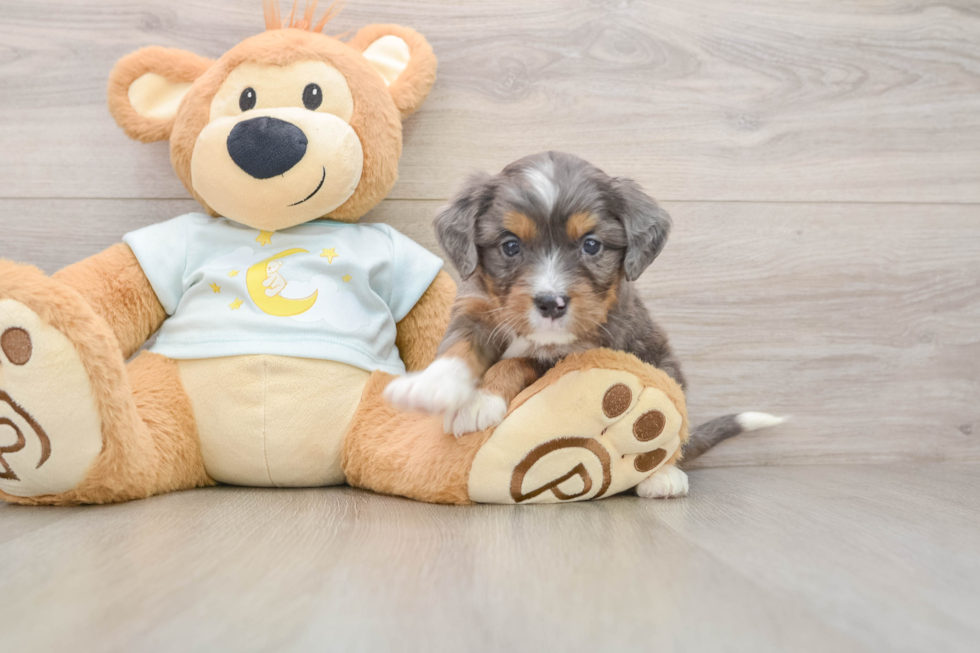 Mini Bernedoodle Puppy for Adoption