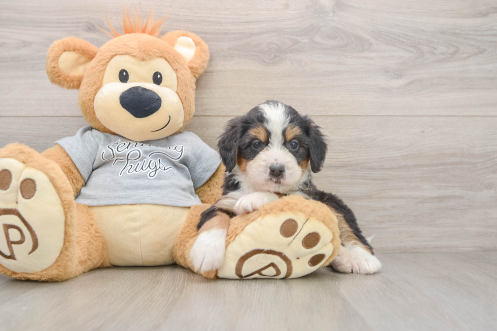 Hypoallergenic Mini Bernese Poodle Poodle Mix Puppy