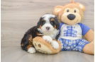 Best Mini Bernedoodle Baby
