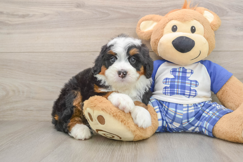 Best Mini Bernedoodle Baby