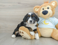7 week old Mini Bernedoodle Puppy For Sale - Florida Fur Babies
