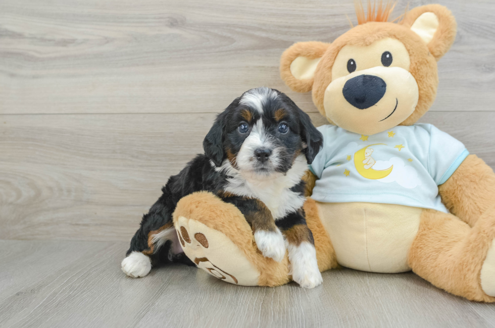 6 week old Mini Bernedoodle Puppy For Sale - Florida Fur Babies