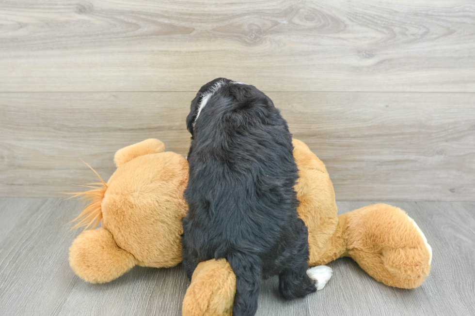 Friendly Mini Bernedoodle Baby