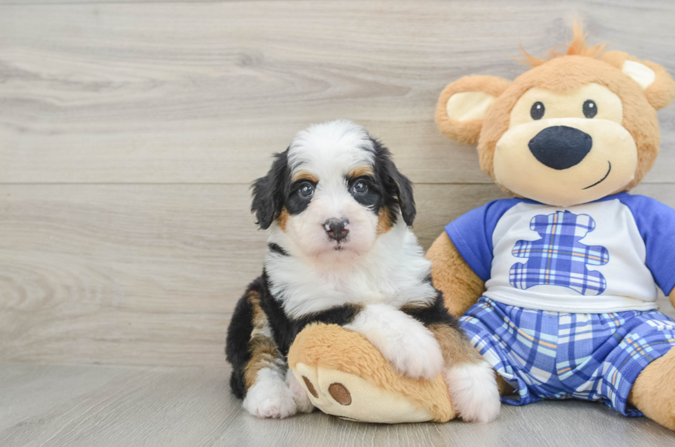 5 week old Mini Bernedoodle Puppy For Sale - Florida Fur Babies