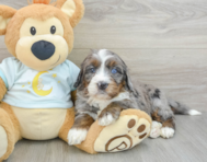 7 week old Mini Bernedoodle Puppy For Sale - Florida Fur Babies
