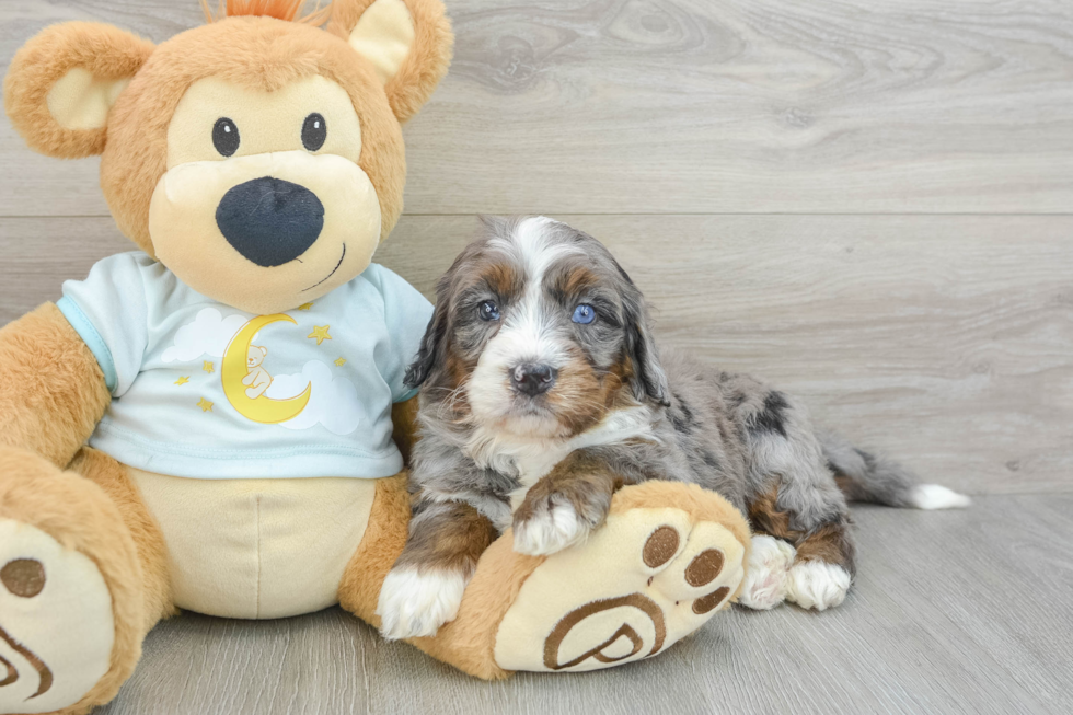 Petite Mini Bernedoodle Poodle Mix Pup