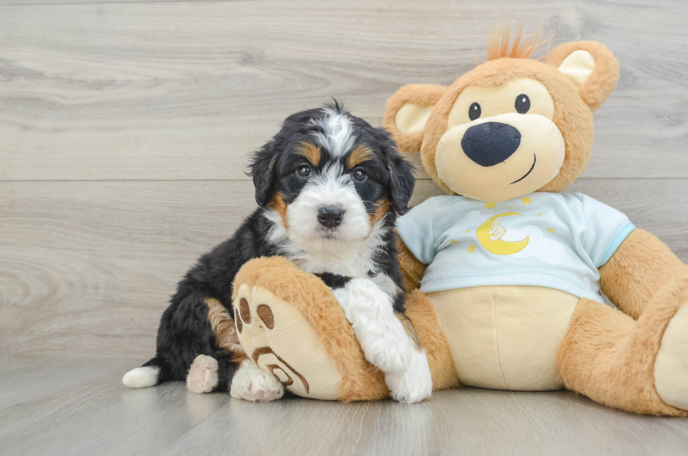 5 week old Mini Bernedoodle Puppy For Sale - Florida Fur Babies