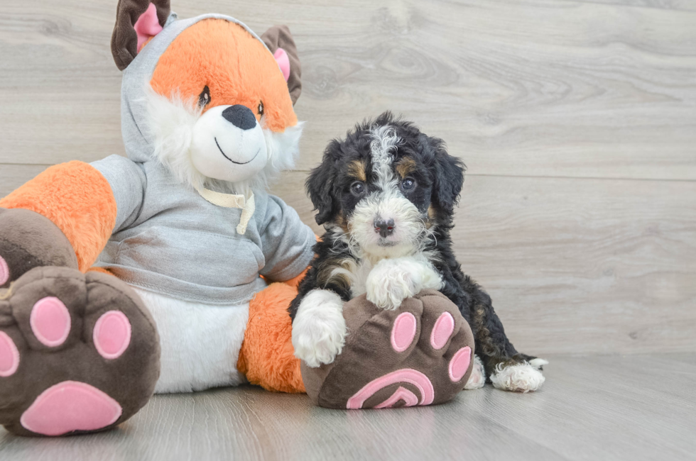 5 week old Mini Bernedoodle Puppy For Sale - Florida Fur Babies