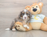 6 week old Mini Bernedoodle Puppy For Sale - Florida Fur Babies